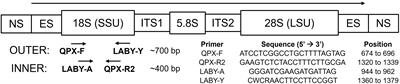 A nested quantitative PCR assay for detection of the hard clam pathogen Mucochytrium quahogii (=QPX) in environmental samples